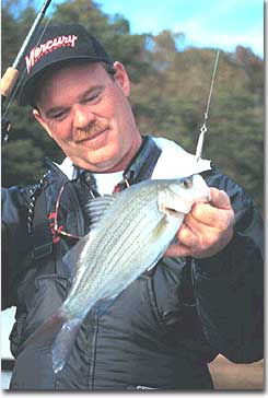 Warm Weather has White Bass on their Spawning Run
