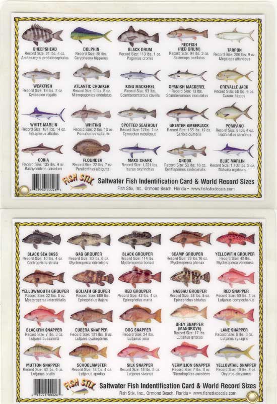 salt water fish pictures saltwater fish 550x800