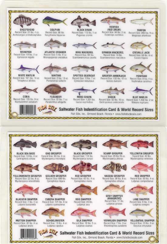 salt water fish pictures saltwater fish 550x800