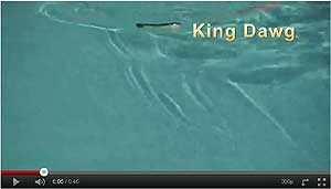King Dawg