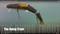 Dying Trout Swimbait