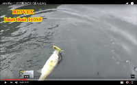 Joint Bait 110 SF Swimbait