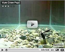 Craw Papi