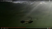 Fish Head Stand-Up Fish Head Spin Video