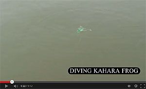 Diving Kahara Frog