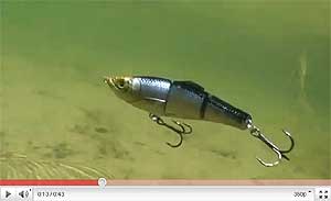 Live Target Blueback Herring