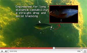 Live Target Golden Shiner