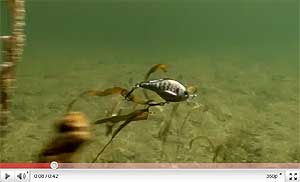 Live Target Pumpkinseed Vibration Trap