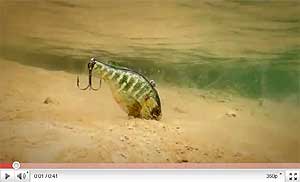 Live Target Bluegill Vibration Trap