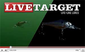 Live Target Shad