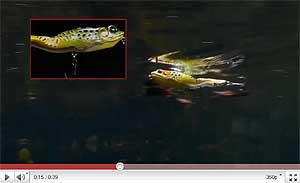 Live Target Walking Frog