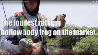 Maracker Frog