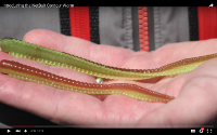 Contour Worm