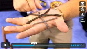 Cross Swamp Worm
