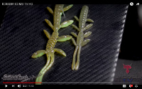Scissor Comb