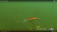 Smash Shad