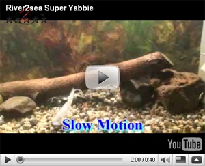 Super Yabbie