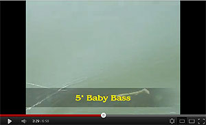 Baby Bass Swimbait