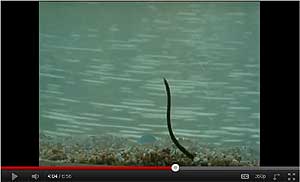 Shakie Worms