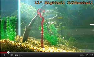 Hightail Ribbontail