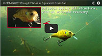 Live Target Square Bill Bluegill Crankbait