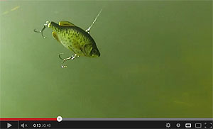 Live Target Crappie Lipless Rattlebait