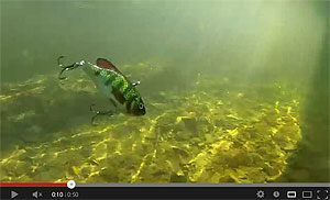 Live Target Tilapia Lipless Rattlebait