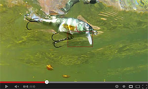Live Target Tilapia Wakebait