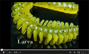 Larva