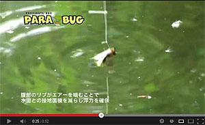 Para Bug