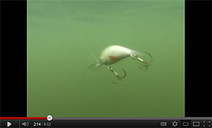 Hornet Crankbait