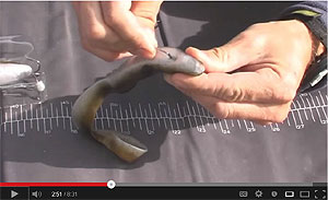 3D Real Eel