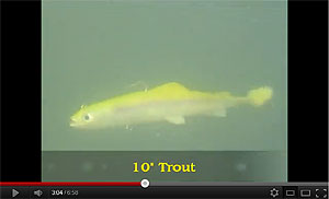 Trout Swimbait
