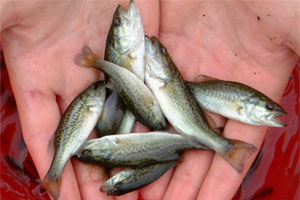 Arkansas - AGFC stocks Lake Ouachita with “jumbo” fingerlings