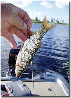 Catching Bass with wild shiners