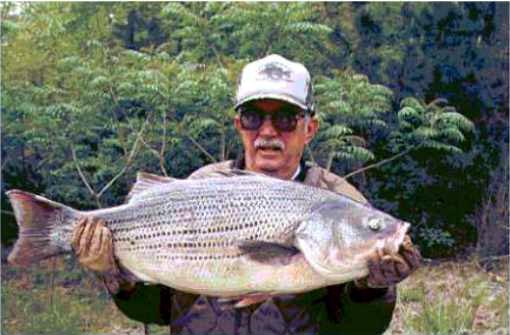 Yellow Bass Fishing Records with Images