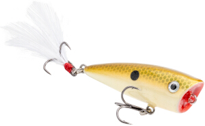 HCBSPL-517_BitsySplashTennesseShad_Main