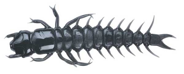 Case Plastics Large Hellgrammite - NOW AVAILABLE