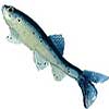 New Smaller Size - Little Creeper All American Trash Fish