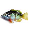Power Tackle Lateral Perch Natural Jigs