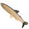 Prime Target Shaky Fins Shad Swimbaits - Now in stock