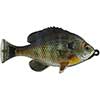 Pulse Tail Bluegill LB