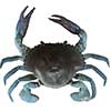 TPE 3D Crab