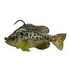 Matt Lures Ultimate Gill 2 Series Swimbait - Now in Stock