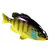 New 2012 Jackall - Now in Stock