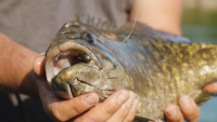 Great Lakes Finesse Flat Cat Video