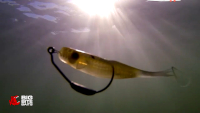 Suicide Shad Swimbait