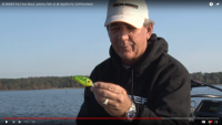 Fat Free Shad