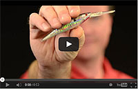 Berkley Flicker Minnow Video