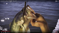 Berkley PowerBait MaxScent Kingtail Video